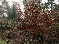 Hamamelis x intermedia 2016 01 23 9016
